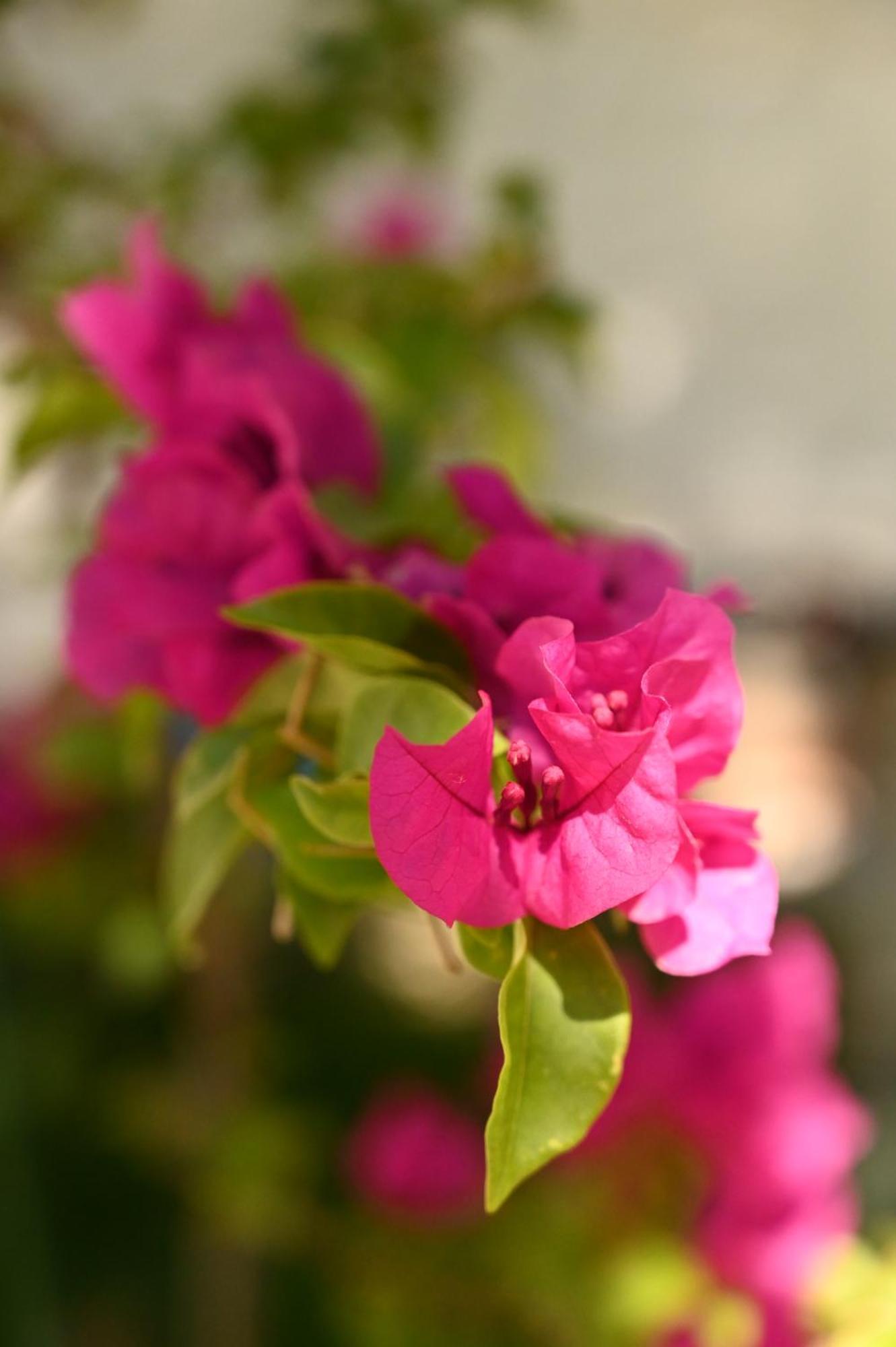 Niche Boutique Hotel Тирана Екстериор снимка